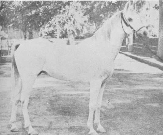 Samha (Baiyad x Bint Samiha) 1931 Hadbah Enzahiyah