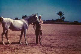 <b>Description: </b>Samha (Baiyad x Bint Samiha) 1931 Hadbah Enzahiyah<br/>