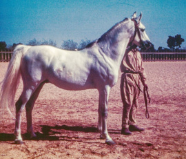 <b>Description: </b>Enzahi ( Nabras x Fardous ) 1935  Dahman Shahwan. Photographed in 1946 at RAS<br/><b>Copyright: </b>Dr. Robert Buchanan