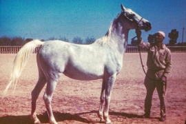 <b>Description: </b>Zamzam (Gamil III x Bint Radia) 1932 Saqlawiyah Gidraniyah<br/><b>Copyright: </b>Robert Earle Buchanan photo