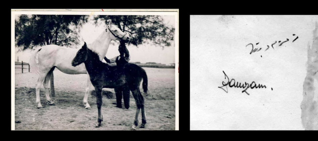 Zamzam (Gamil III x Bint Radia) 1932 Saqlawiyah Gidraniyah The pictures show the photo and the personal entries from the The Handbook of Tibor von Pettkó Szandtner, El Zahraa, Ein Shams. 