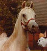 <b>Description: </b>Arussa (MadkourI° x  Hanan) 1977 Abeyyah Om Jurays<br/><b>Copyright: </b>Studer photo