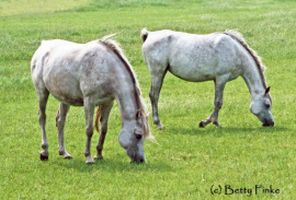 <b>Description: </b>Arussa (MadkourI° x  Hanan) 1977 Abeyyah Om Jurays. Photo with her full sister Ameera <br/><b>Copyright: </b>Betty Finke photo