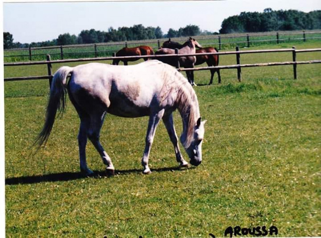 Arussa (MadkourI° x  Hanan) 1977 Abeyyah Om Jurays