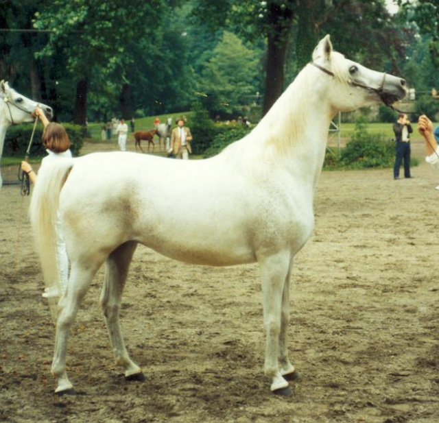 Arussa (MadkourI° x  Hanan) 1977 Abeyyah Om Jurays