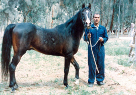 <b>Description: </b>Emad (El Araby x Ebeda) Feb 1990 at the EAO<br/><b>Copyright: </b>Judi Parks photo www.alabbasiyah.com   alabbasiyah11@gmail.com