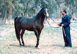 <b>Description: </b>Emad (El Araby x Ebeda) Feb 1990 at the EAO  EA-672<br/><b>Copyright: </b>Judi Parks photo www.alabbasiyah.com   alabbasiyah11@gmail.com