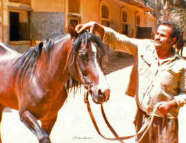 <b>Description: </b>Emad (El Araby x Ebeda) photo in 1986<br/><b>Copyright: </b>J Parks Collection