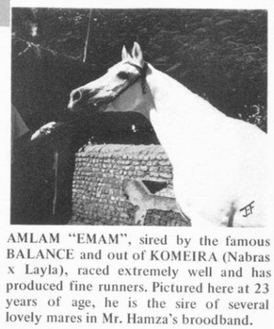 Emam /Amlam (Balance x Komeira) 1945 Dahman Shahwan