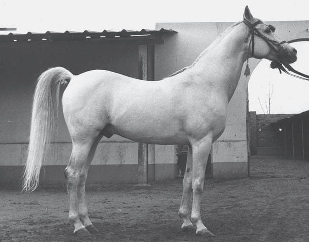 Emam /Amlam (Balance x Komeira) 1945 Dahman Shahwan