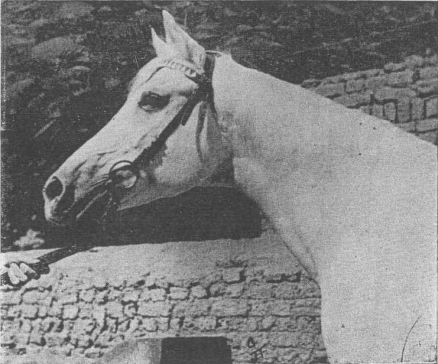 Emam /Amlam (Balance x Komeira) 1945 Dahman Shahwan