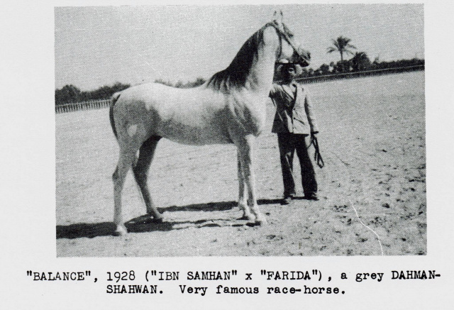 Balance (Ibn Samhan x Farida) 1928 Dahman Shahwan