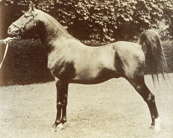 Sotamm  (Astraled x Selma )1910 Hamdani Simri