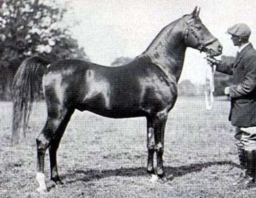 Sotamm  (Astraled x Selma )1910 Hamdani Simri