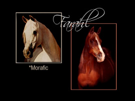 <b>Description: </b>Farahl with her sire *Morafic Head shot<br/>