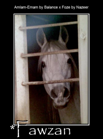 *FAWZAN      Emam x Foze by Nazeer  imported by James M. Kline/Kline Arabians 1970