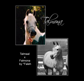 <b>Description: </b>TALMONA      Talmaal x Falmona by *Faleh<br/>