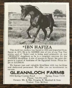 <b>Description: </b>*IBN HAFIZA   Sameh x Hafiza by Hamdan   Gleannloch Farms Ad<br/>