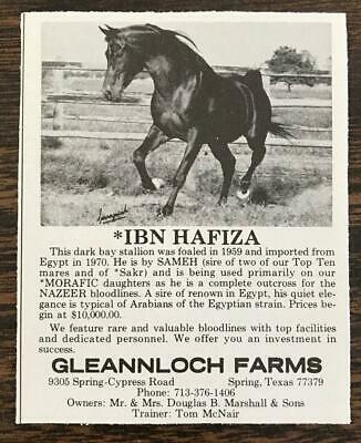 *IBN HAFIZA   Sameh x Hafiza by Hamdan   Gleannloch Farms Ad