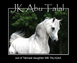 <b>Description: </b>JK ABU TALAL     El Thay Khemal Pasha x MB Taliqaa by Talmaal<br/>