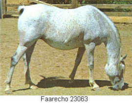 <b>Description: </b>FAARECHO  Sirecho x Faara<br/>