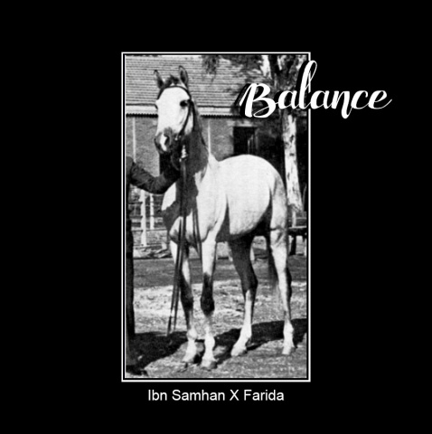 BALANCE  Ibn Samhan x Farida by Saklawi II