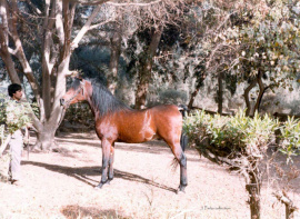 <b>Description: </b>Hafid Anter (Wahab x Basima) 1985 photo  aka Hafeed Anter<br/><b>Copyright: </b>Judi Parks collection  alabbasiyah11@gmail.com