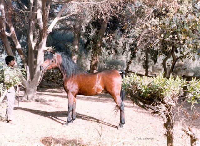 Hafid Anter (Wahab x Basima) 1985 photo  aka Hafeed Anter