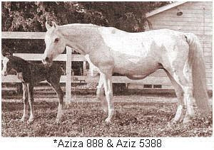 *AZIZA (Gamil Manial x Negma by Dahman)