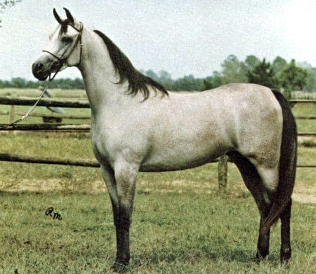 ATTEYAH RIYALA (*Ibn Hafiza x *Bint Mona by Nazeer)