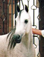 ATTEYAH RIYALA (*Ibn Hafiza x *Bint Mona by Nazeer)