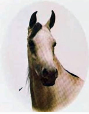 ATTEYAH RIYALA (*Ibn Hafiza x *Bint Mona by Nazeer)