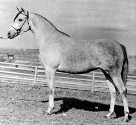 <b>Description: </b>SERENITY SHAHRA (Anter/Antar x Sheherezada by Nazeer)<br/><b>Copyright: </b>Arabian Horse Yearbook 1972