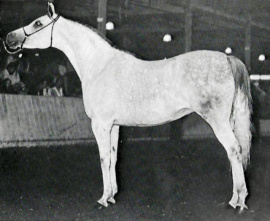 <b>Description: </b>SERENITY SHAHRA (Anter/Antar x Sheherezada by Nazeer)<br/><b>Copyright: </b>Arabian Horse Yearbook 1970