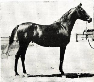 SHAMA (Ibn Rabdan x Bint Rissala by Ibn Yashmak)