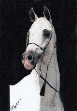 ZEDANN (*Morafic x Omnia by Alaa El Din)