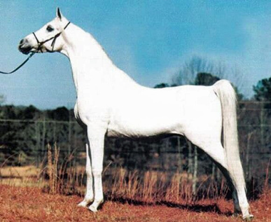 ZEDANN (*Morafic x Omnia by Alaa El Din)