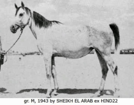 <b>Description: </b>YOSREIA (Sheikh El Arab x Hind 22 by Ibn Rabdan)<br/>