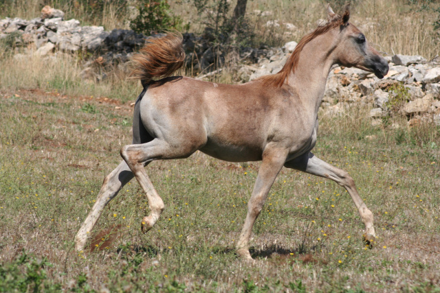 Halypa AlAzhar (Ajmal Maghreb x Ansata Halisha) 2012 Dahman Shahwan. Photographed at Halypa Al Duhaymat St.