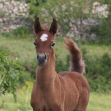 Halypa AlAzhar (Ajmal Maghreb x Ansata Halisha) 2012 Dahman Shahwan. Photographed at Halypa Al Duhaymat St.