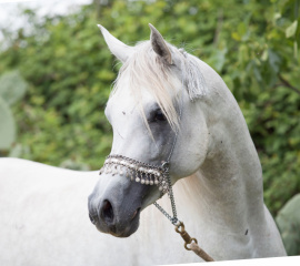 <b>Description: </b>Halypa AlAzhar (Ajmal Maghreb x Ansata Halisha) 2012 Dahman Shahwan. Photographed at Halypa Al Duhaymat St.<br/>