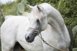 <b>Description: </b>Halypa AlAzhar (Ajmal Maghreb x Ansata Halisha) 2012 Dahman Shahwan. Photographed at Halypa Al Duhaymat St.<br/>