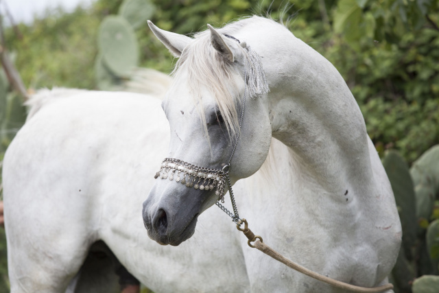 Halypa AlAzhar (Ajmal Maghreb x Ansata Halisha) 2012 Dahman Shahwan. Photographed at Halypa Al Duhaymat St.