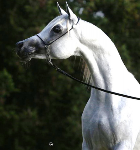 Halypa AlAzhar (Ajmal Maghreb x Ansata Halisha) 2012 Dahman Shahwan. 