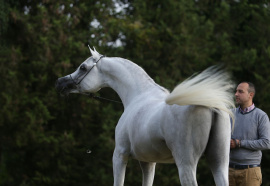 <b>Description: </b>Halypa AlAzhar (Ajmal Maghreb x Ansata Halisha) 2012 Dahman Shahwan.<br/><b>Copyright: </b>Gigi Grasso photo