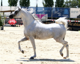 <b>Description: </b>Halypa AlAzhar (Ajmal Maghreb x Ansata Halisha) 2012 Dahman Shahwan. Egyptian Event Montefalco 2017<br/><b>Copyright: </b>Annalisa Monticelli photo