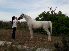 <b>Description: </b>Halypa AlAzhar (Ajmal Maghreb x Ansata Halisha) 2012 Dahman Shahwan. Photographed at Halypa Al Duhaymat St.<br/><b>Copyright: </b>Annalisa Monticelli photo