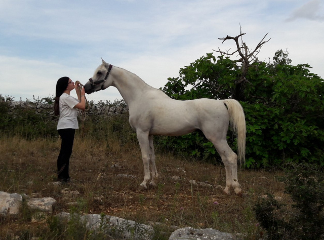 Halypa AlAzhar (Ajmal Maghreb x Ansata Halisha) 2012 Dahman Shahwan. Photographed at Halypa Al Duhaymat St.