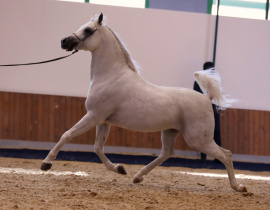 <b>Description: </b>Halypa AlAzhar (Ajmal Maghreb x Ansata Halisha) 2012 Dahman Shahwan. Straight Egyptian World Championship 2017<br/><b>Copyright: </b>Paola Drera photo