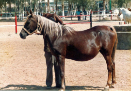 <b>Description: </b>Ibdaa (Ikhnatoon x Ibtisam) EA-1108 Feb 1989 photo<br/><b>Copyright: </b>Judi Parks photo  alabbasiyah11@gmail.com